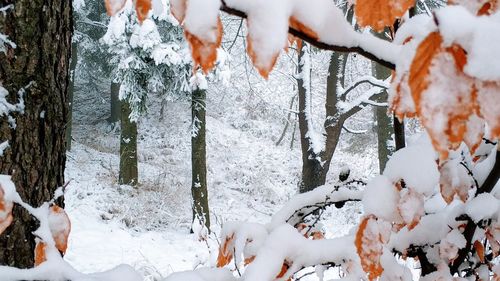 Snow covered tree against mountain