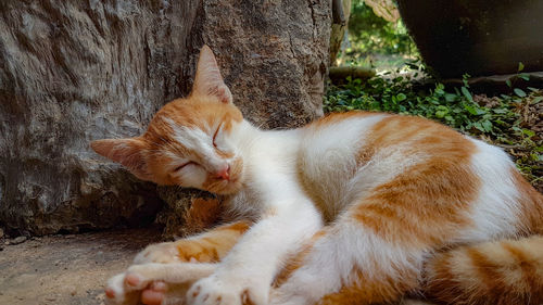 Cat resting on tree trunk