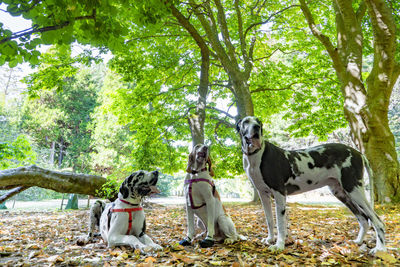 Great dane dog buddies in late summer early autumn on colorful fallen leaves.