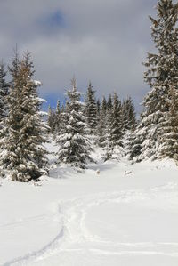 Snow covered land and trees against sky