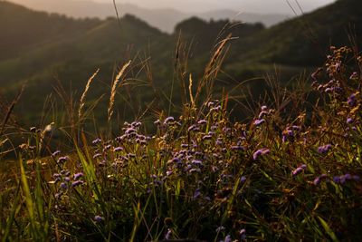 Close-up of plants growing on field against sky