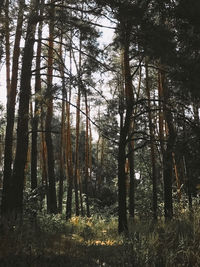 Trees in forest