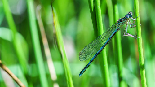 Close-up of damselfly on plant