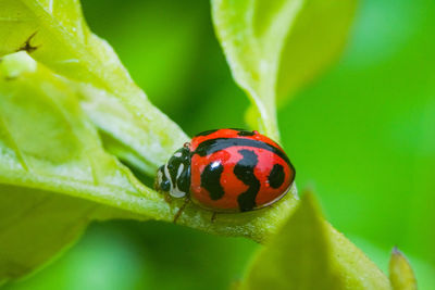 Close-up of ladybug on leaf