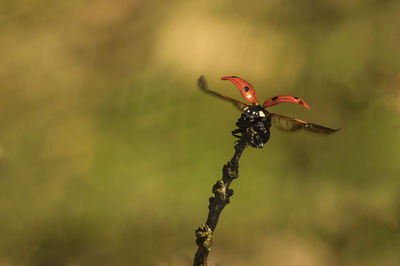 Close-up of insect on flower