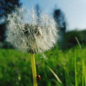 Close-up of dandelion on field