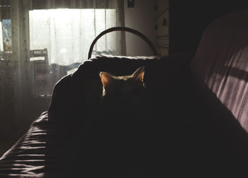 Close-up of cat by window at home