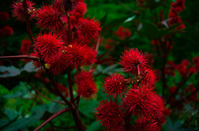 Close-up of red flowering plant