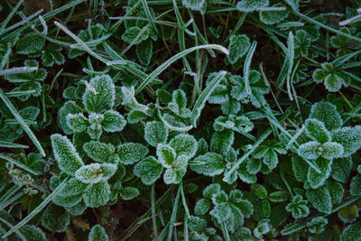 Full frame shot of fresh green plants