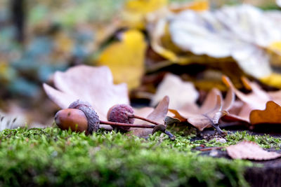 Close-up of fresh fallen leaves on field