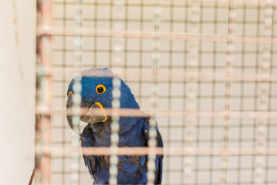 Close-up of parrot in cage