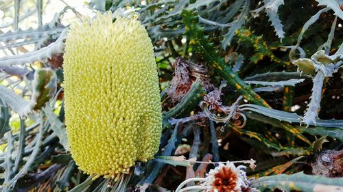 Close-up of yellow flower growing on plant