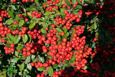 Full frame shot of red berries