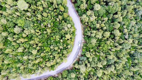 High angle view of fresh green grass