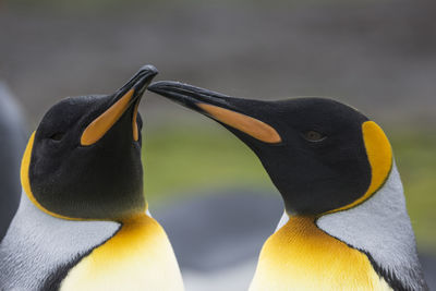 Close-up of penguins against blurred background