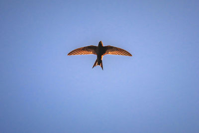 Low angle view of eagle flying against clear sky