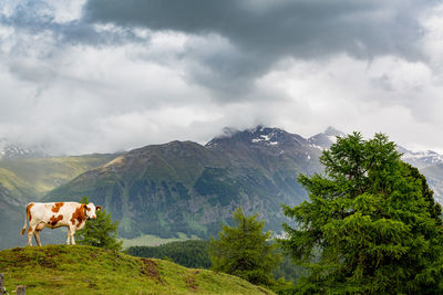 Cows standing in a mountains
