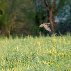Bird flying in a field