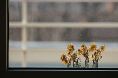 Close-up of flowers in window