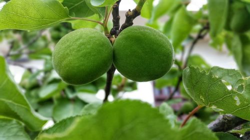 Close-up of fruits growing on plant