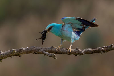 Close-up of european roller eating insect and perched on branch