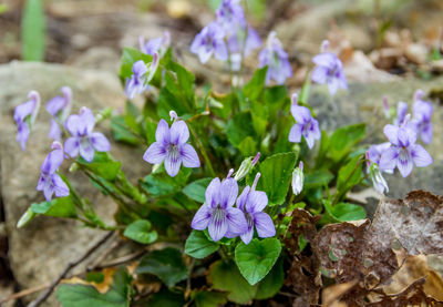 Close-up of purple flowering plants
