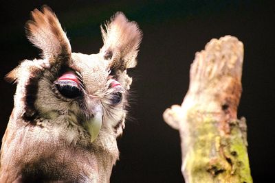 Close-up of sheep against black background