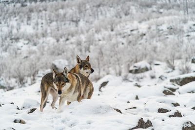 View of two wolves on snow covered land