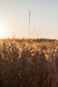 Plants growing on field