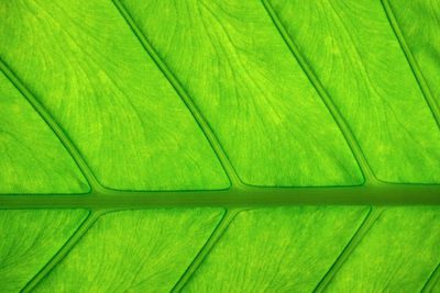 Texture of green leaf for background