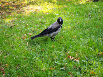 Bird perching on a field