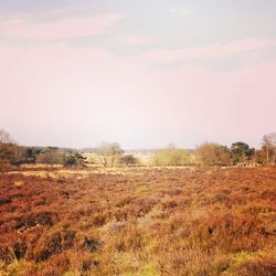 Scenic view of grassy field against sky