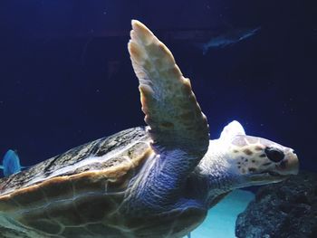 Close-up of turtle swimming in sea