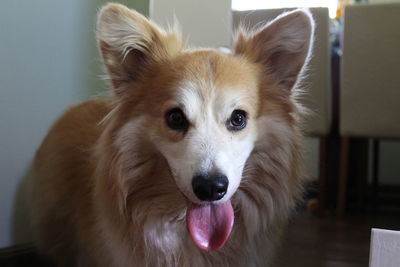 Close-up portrait of dog sticking out tongue