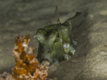 Close-up of fish swimming in sea