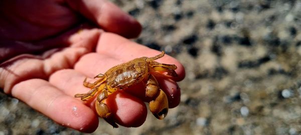 Cropped hand of woman holding crab