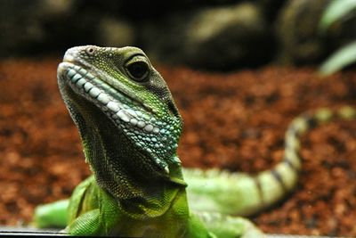 Close-up of lizard