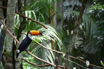 Low angle view of bird perching on tree