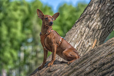 Close-up of a dog on tree trunk