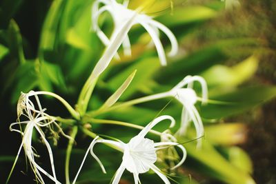 Close-up of plant