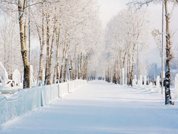 Poplars in hoarfrost stand on an alley with ice sculptures in a very severe frost.