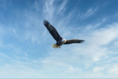 Low angle view of eagle flying in sky