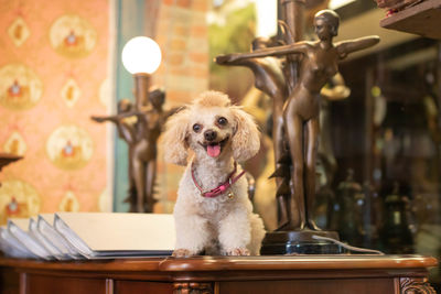 Portrait of wealthy owners dog sitting on table