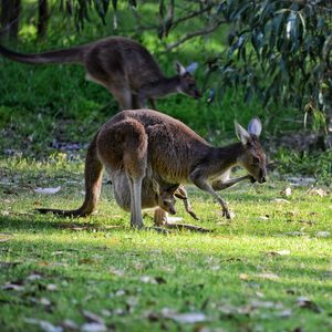 A female kangaroo carrying a joey in her pouch in the woods.