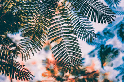 Low angle view of pine tree leaves