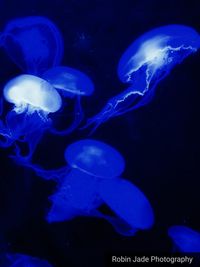 Close-up of jellyfish swimming in water