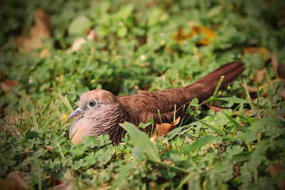 Close-up of bird