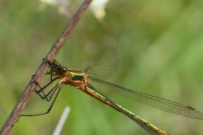 Close-up of damselfly on leaf