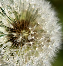 Close-up of dandelion