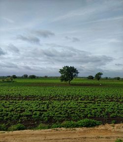Scenic view of agricultural field against sky